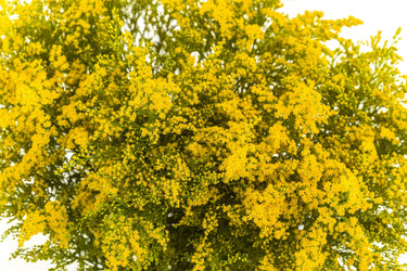 10 GOLDEN RAIN TREE Goldenrain Koelreuteria Paniculata Yellow Flower Seeds